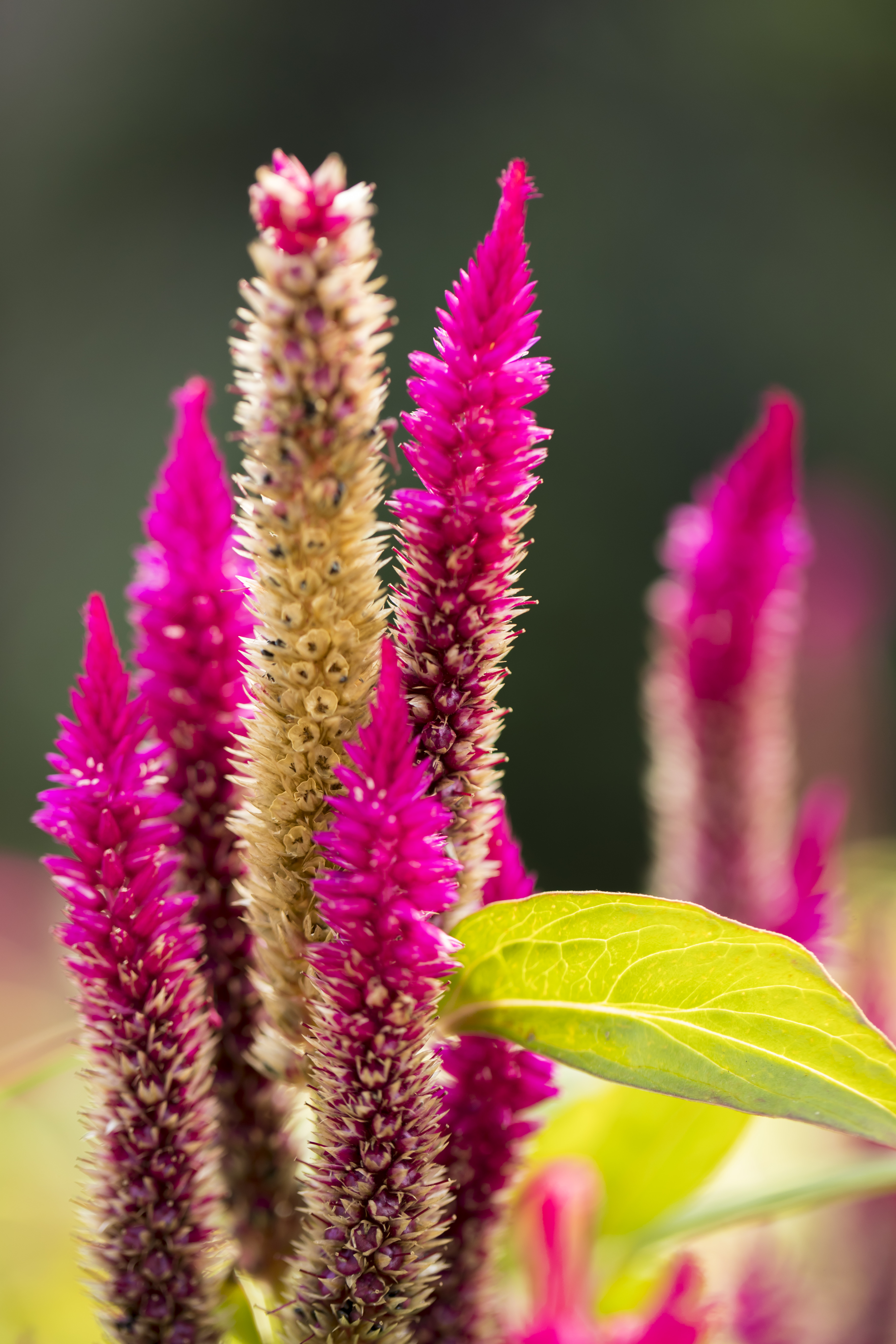curly spike plant curly spike plant